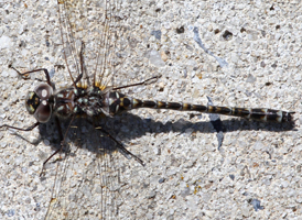 Harlequin Darner